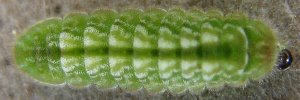 Leptotes plinius pseudocassius - Final Larvae